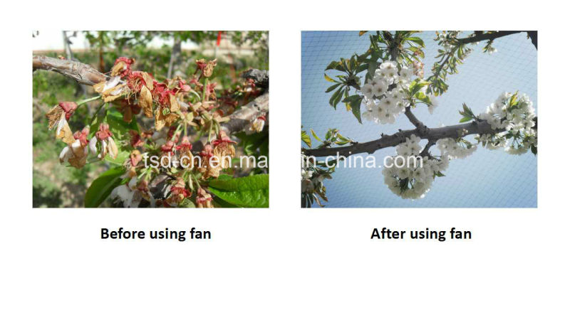 مروحة ريح حماية ضد الصقيع لشجرة Feijoa (FSJ-85)