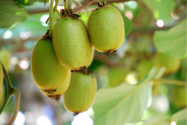 آلة / مروحة ريح الزراعة لشجرة الكيوي و Kiwiberry (FSJ-85)